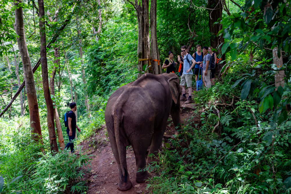 Ethical, no-riding elephant sanctuary, Koh Lanta