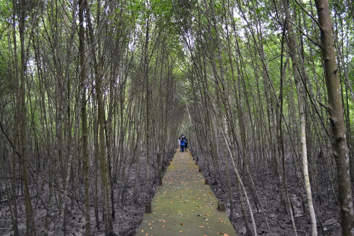 Mangrove and kayak tours near Koh Lanta